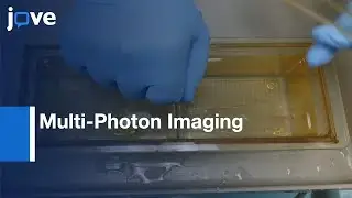 Neural Crest Cells Migration Visualization by Multi-Photon Imaging | Protocol Preview