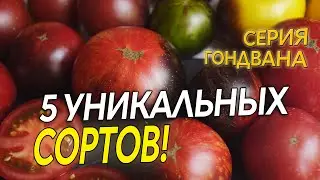 5 УНИКАЛЬНЫХ СОРТОВ ТОМАТОВ!