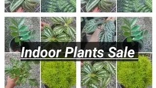 Plants for Sale || Green Planet ||