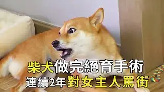Chai dog was heartbroken after sterilization and chased the hostess for 2 consecutive years. why do