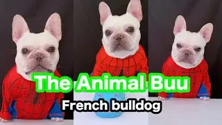 The Animal Buu Compilation | the most Fuuny collection211 #theanimalbuu #dogsofyoutube