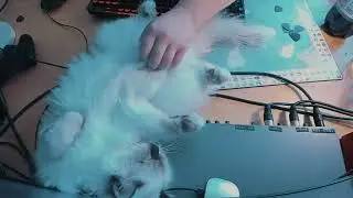 How to relax and chill, cat edition