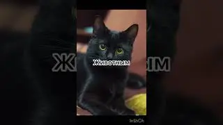 Чем бы я была по мнению: Насти…