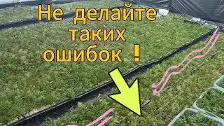 Начали подгорать туи