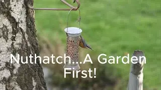 A garden First...Nuthatch!