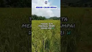 pagi hari di sawah
