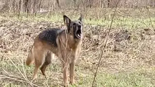 нюша гавкает 5 мая