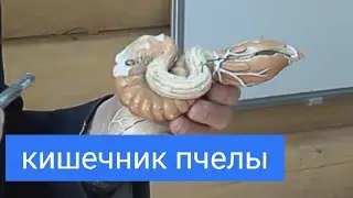 Кишечник Пчелы. Ошибки пчеловодов. Что важно запомнить каждому пчеловоду? В.Г. Кашковский