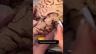 А знали ли вы, что мозг человека… 