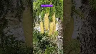 28.08.24г🌹Урожай  шикарный!!!😊