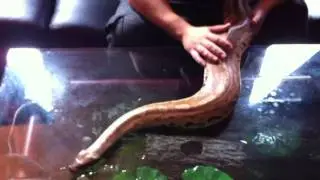 Big Borneo Short Tail Python