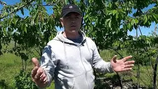 We save cherries, diseases, pests...