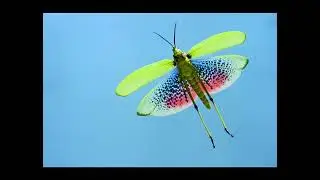 Кузнечики, сверчки, саранча и другие