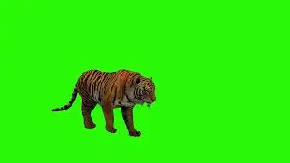 4K Tiger Green Screen Background | No Copyright | Scene Overlay 