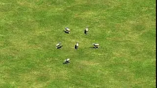 Age of Empires 2 - Sheep Sound