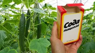 За Ночь Огурцов Нарастает Немерено! Такой Простой Прием Для Плодоношения Огурцов в Июле-Августе!