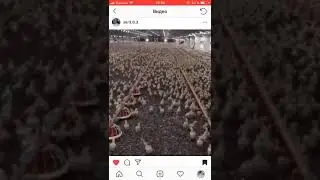Циплятник