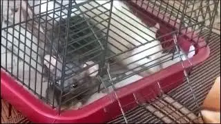 Крысы кушают 🐭🐁