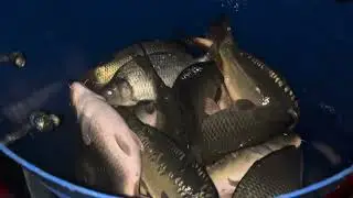 Привоз карпа на основной водоем