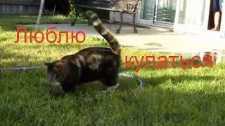 Люблю плескаться