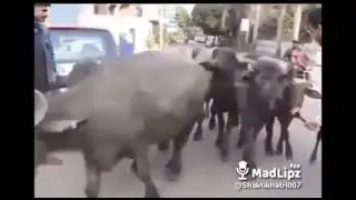 🐃 Buffalo comedy #animals #animalcomedy #haryanavicomedy #shorts