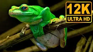 Unseen 12K HDR 60fps (Dolby Vision)