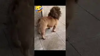 🤣Funny dog video🤣 #shorts
