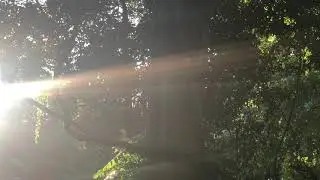 Sunrise bird sounds/morning bird calls/songs/