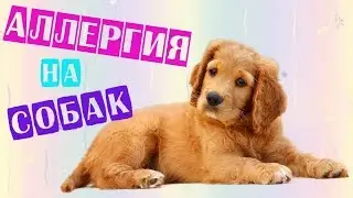 АЛЛЕРГИЯ НА СОБАК | ГИПОАЛЛЕРГЕННЫЕ ПОРОДЫ СОБАК