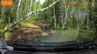 Берёза