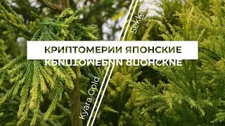 Криптомерии японские: новинки в Ромашкино Парк