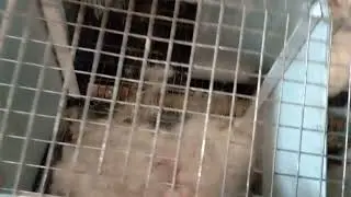 Кролі Термондська Біла