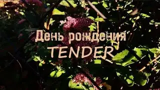 TENDER - День рождения (Instrumental, СЛИВ МИНУСА)