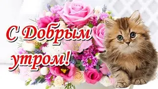 Доброе утро! Желаю мягкого пушистого утра. Пусть миром правит доброта - погладь и накорми кота!