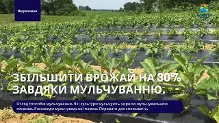 Збільшити врожай на 30% завдяки мульчуванню/ Мульчирование/ Черная пленка для мульчирования