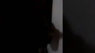 Кот Лёха вернулся 😅😁😀