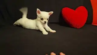 Девочка чихуахуа 2 мес. Предлагается.