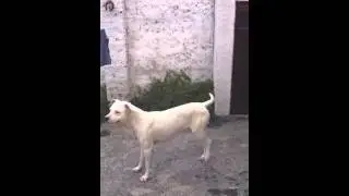 Súper turno chela leo valpo