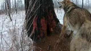 Пушной промысел!!! Охота и рыбалка в Эвенкии!!!