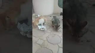 Feeding adorable cats on the street..