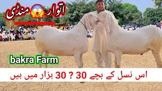 Bakra Farm °s 2024 Bakra Farming & Bakra Mandi  ' Bakra Eid video Bakra Mandi Pakistan 2025
