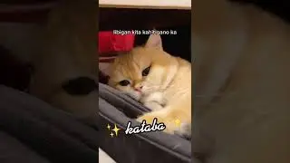 Funny cat 🐈