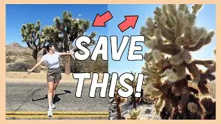 ️‍🔥 EPIC CALIFORNIA ROAD TRIP: Joshua Tree, Palm Springs and Laguna Beach in One Day! | Crystall Cho