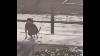 Собачка какает