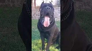Cane Corso - He is The Best Friend ... #shorts