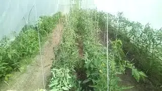 Секреты правильного формирования кустов томатов - 3