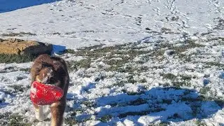 Pets are so therapeutic! Meet Hudson!