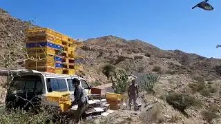 تدريب صوريخ نادي صنعاء للحمام الزاجل قوة بتاريخ 01/11/2024