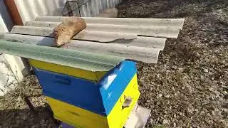 Масштабный эксперимент  зимовка пчёл часть 7