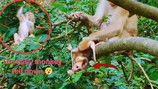 Oh, baby monkey Lexi f- ell down from the tree when she was learning to climb on the tree😮